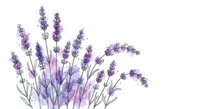 Watercolor lavender flowers with purple blooms and green stems isolated on white background for aromatherapy and botanical design projects.