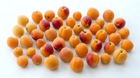 Fresh ripe apricots and peaches scattered on white background. Organic stone fruits for healthy eating, cooking, desserts and food photography projects.