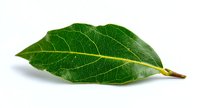 Fresh bay leaf with detailed vein structure isolated on white background, aromatic herb used in cooking and food preparation.