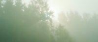 Misty morning forest with sunlight breaking through fog and tree canopy creating atmospheric natural landscape for peaceful outdoor backgrounds.