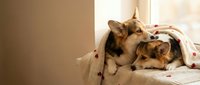 Two adorable Corgi puppies cuddling together under cozy blanket on bed, warm morning light creating peaceful domestic scene for pet care content.