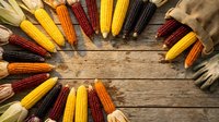 Colorful corn cobs in yellow, orange and red arranged in circle on rustic wooden background. Autumn harvest, thanksgiving decoration concept.