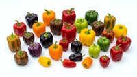 Colorful bell peppers in various hues including red, yellow, orange, green, and purple arranged on white background. Fresh produce for cooking, nutrition, and healthy eating content.