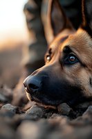 Close-up portrait of German Shepherd dog with intense blue eyes lying on ground at sunset, warm golden light highlighting facial features and fur texture.