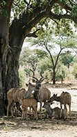 Kudu antelope herd resting under acacia tree shade in African savanna wilderness during dry season safari wildlife photography.