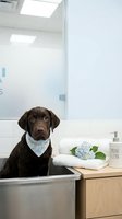 Chocolate labrador puppy wearing floral bandana sitting in modern bathroom sink during grooming session with towels and flowers on wooden counter.
