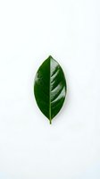 Single green leaf with visible veins isolated on white background, suitable for botanical designs, wellness branding, eco-friendly packaging, and natural product marketing materials.