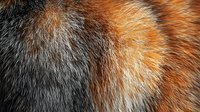 Close up macro shot of red fox fur texture showing detailed natural pattern of orange, grey and white animal hair creating soft fluffy background.