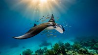 Graceful manta ray gliding through crystal clear tropical waters with sunbeams streaming from above, surrounded by colorful fish and vibrant coral reef below.