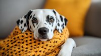 Adorable Dalmatian dog resting head on yellow knitted blanket, looking at camera with expressive eyes against blurred living room background.
