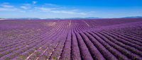 Vast lavender field with purple flowering rows stretching to distant mountains under clear blue sky, aerial view of agricultural landscape for farming and nature themes.