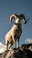 Majestic bighorn sheep ram with curved horns standing proudly on rocky mountain cliff against dramatic blue sky for wildlife and nature photography.