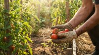 Farmer hands holding fresh ripe tomatoes in organic vegetable garden with natural sunlight filtering through green foliage during harvest season.