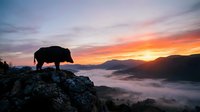 Silhouette of wild boar standing on rocky cliff overlooking misty valley at dramatic sunrise with colorful sky and mountain landscape in background.