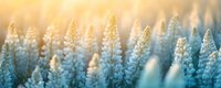 Delicate lupine flowers in soft blue and gold tones during sunset, creating dreamy bokeh effect. Natural floral background with selective focus for nature photography.