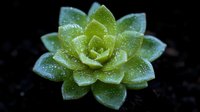 Macro shot of green succulent plant with water droplets on petals against dark background, creating dramatic nature photography effect for garden and botanical designs.