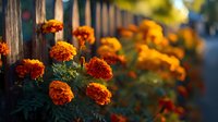 Vibrant orange marigold flowers blooming along wooden fence in autumn garden with warm sunlight creating bokeh background for seasonal landscaping.