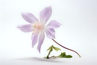 Delicate pink Aquilegia flower with soft petals against white background, stem and leaves visible, minimalist botanical composition for nature and garden designs.