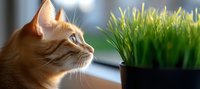 Ginger cat looking at fresh green wheat grass in black pot near window. Natural light creates dreamy atmosphere, highlighting feline curiosity and indoor gardening.