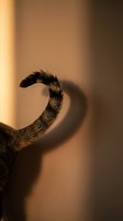 Cat tail silhouette with warm golden lighting creating dramatic shadow on wall. Feline pet anatomy detail in cozy indoor setting with soft ambient glow.