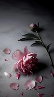 Pink peony bloom with scattered petals on dark moody background, dramatic lighting creates deep shadows. Artistic floral composition with bud and leaves.