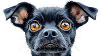 Close up portrait of black Chihuahua mix dog with bright amber eyes and pointed ears against white background, digital art style illustration for pet portraits.