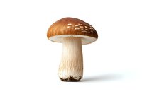 Fresh brown porcini mushroom with white stem isolated on white background, detailed texture and natural spots on cap for culinary and nature designs.