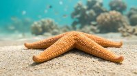 Orange starfish resting on sandy ocean floor with coral reef and tropical fish in turquoise water background for marine biology and underwater themes.
