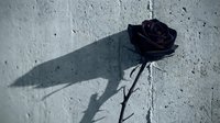 Dark purple rose with long stem casting dramatic shadow on textured white concrete wall. Gothic floral concept for romantic designs and artistic projects.
