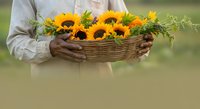 Person in neutral clothing holding wicker basket filled with vibrant sunflowers and green foliage against blurred outdoor background. Suitable for gardening, agriculture, and seasonal themes.