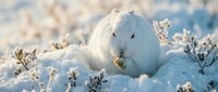 Arctic hare in winter snow camouflage among frozen vegetation during cold season wildlife photography for nature and animal content.