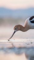 American avocet shorebird feeding in shallow water during golden hour with soft bokeh background and warm pastel lighting for nature photography.