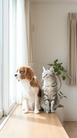 Adorable dog and cat sitting together by sunny window in modern minimalist living room with natural light and houseplants for pet friendship content.