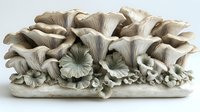 Fresh oyster mushrooms growing in cluster formation with delicate gills and ruffled edges, displayed on white background for culinary and botanical illustration.