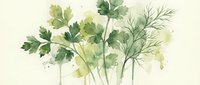 Watercolor herbs parsley dill cilantro fresh green leaves botanical illustration isolated on white background for culinary design cooking recipes.