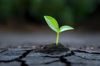 Young green sprout growing from cracked dry soil against blurred background, symbolizing hope, new beginnings and environmental conservation concept.
