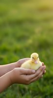 Young child holding fluffy yellow duckling in cupped hands against blurred green garden background, symbolizing care, nurture, and gentle animal handling for educational content.