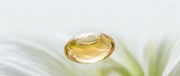 Golden water droplet resting on delicate white lily petal with soft green leaves creating serene natural spa and wellness composition for relaxation themes.