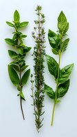 Fresh aromatic herbs - mint, thyme and bay leaves arranged on white background. Culinary ingredients for cooking and garnishing food.