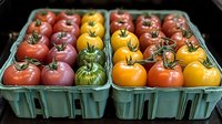 Fresh heirloom tomatoes in various colors from red to yellow and green displayed in vintage blue cartons at farmers market, organic produce.