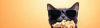 Black cat wearing sunglasses holding popcorn bucket against orange background. Fun entertainment and movie night concept for social media banners and advertising.