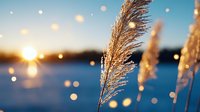 Golden pampas grass plumes swaying against serene lake at sunset with warm bokeh lights creating dreamy autumn atmosphere for seasonal design projects.