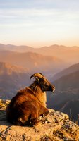 Mountain goat resting on rocky cliff overlooking layered mountain ranges at golden hour sunset with warm atmospheric haze and dramatic landscape vista.