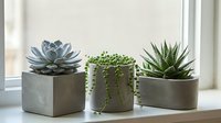Three different succulent plants in modern concrete planters arranged on windowsill creating minimalist home decor display for interior design and gardening.