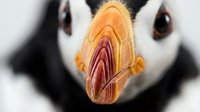 Close-up macro shot of Atlantic puffin beak showing colorful orange and red striped pattern with sharp detail against blurred black and white face background.