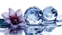 Delicate purple flower with water droplets beside translucent blue spheres on wet surface, isolated on white background for design and creative projects.