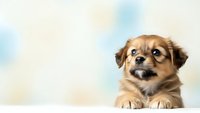 Adorable brown puppy with expressive eyes looking at camera against soft pastel background for pet care marketing and animal lover content.