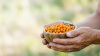 Farmer holding bowl of fresh orange berries or small fruits in hands outdoors, harvest season agricultural produce for food and nutrition.