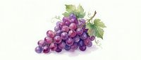 Watercolor purple grapes cluster with green leaves and vine tendrils on white background for wine labels, kitchen decor and culinary designs.