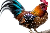 Colorful rooster with vibrant plumage featuring turquoise, orange and brown feathers, spotted pattern, and bright red comb standing on wooden perch against white background.